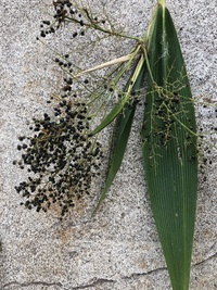 Joinvillea ascendens subsp. glabra