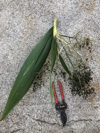 Joinvillea ascendens subsp. glabra