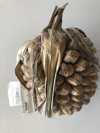 Pandanus tectorius