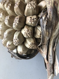 Pandanus tectorius