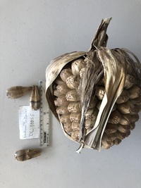 Pandanus tectorius