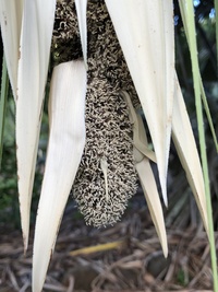 Pandanus tectorius