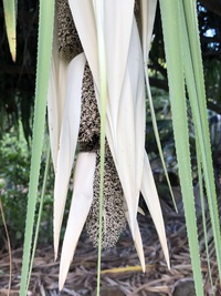 Pandanus tectorius