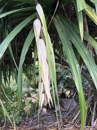 Pandanus tectorius