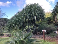 Pandanus tectorius