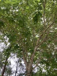 Cordia subcordata