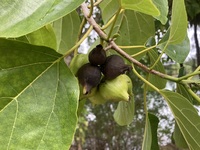 Cordia subcordata
