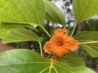 Cordia subcordata