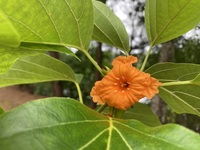 Cordia subcordata