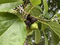 Cordia subcordata