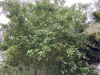 Cordia subcordata
