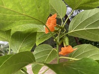 Cordia subcordata