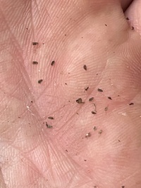 Trematolobelia kauaiensis