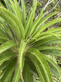 Trematolobelia kauaiensis