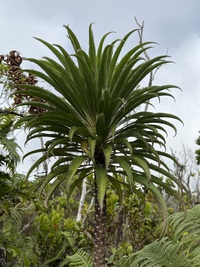 Trematolobelia kauaiensis