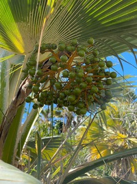 Pritchardia hillebrandii
