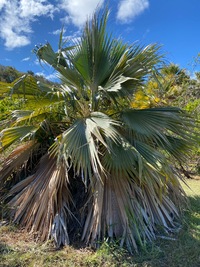 Pritchardia hillebrandii