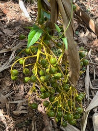 Pritchardia glabrata