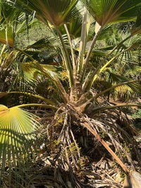 Pritchardia glabrata