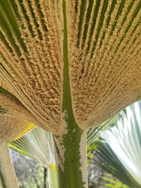 Pritchardia glabrata