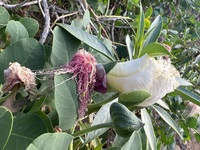 Capparis sandwichiana