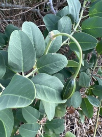 Capparis sandwichiana