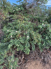 Capparis sandwichiana