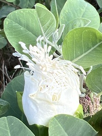 Capparis sandwichiana