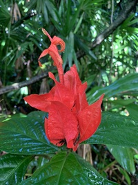 Ruellia chartacea