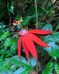 Passiflora vitifolia