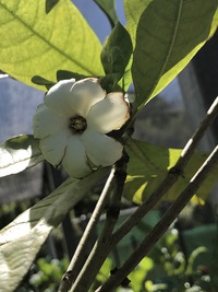 Gardenia remyi