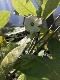 Gardenia remyi