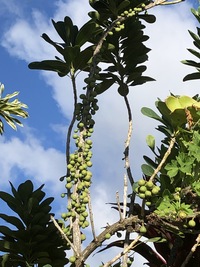 Tambourissa peltata