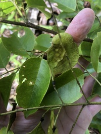 Pterocarpus indicus