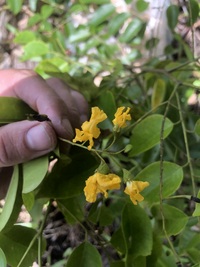 Pterocarpus indicus