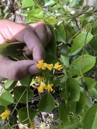 Pterocarpus indicus