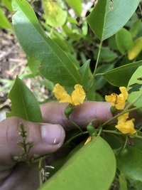 Pterocarpus indicus