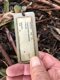 Tapeinochilos ananassae
