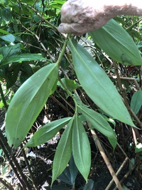 Tapeinochilos ananassae