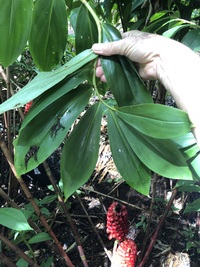 Tapeinochilos ananassae