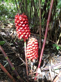 Tapeinochilos ananassae