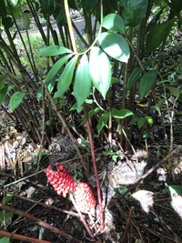 Tapeinochilos ananassae