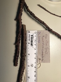 Averrhoa carambola