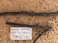 Averrhoa carambola