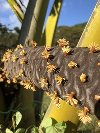 Lodoicea maldivica