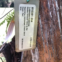 Lodoicea maldivica