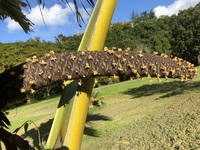 Lodoicea maldivica