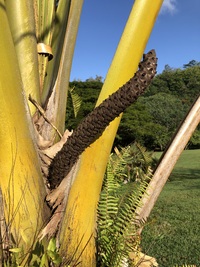 Lodoicea maldivica