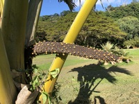 Lodoicea maldivica