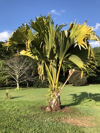 Lodoicea maldivica